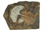 Paleocene Fossil Ginkgo Leaf and Fruit - North Dakota #271095-1